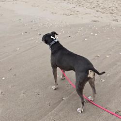 Reunited Female Dog last seen Main street, Fleming, Easy str, Sebastian, FL 32958
