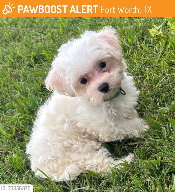 Found/Stray Male Dog last seen Waters Restaurant, Fort Worth, TX 76102
