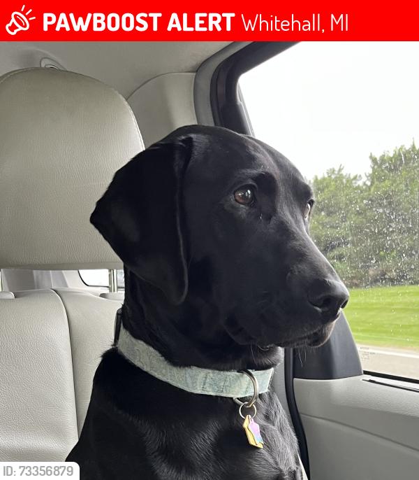 Lost Female Dog last seen Jay Rd and Duck Lake Rd, Whitehall, MI 49461