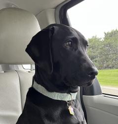 Lost Female Dog last seen Jay Rd and Duck Lake Rd, Whitehall, MI 49461