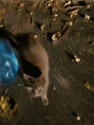 Found/Stray Unknown Cat last seen Pauline and Columbine, Akron, OH 44312