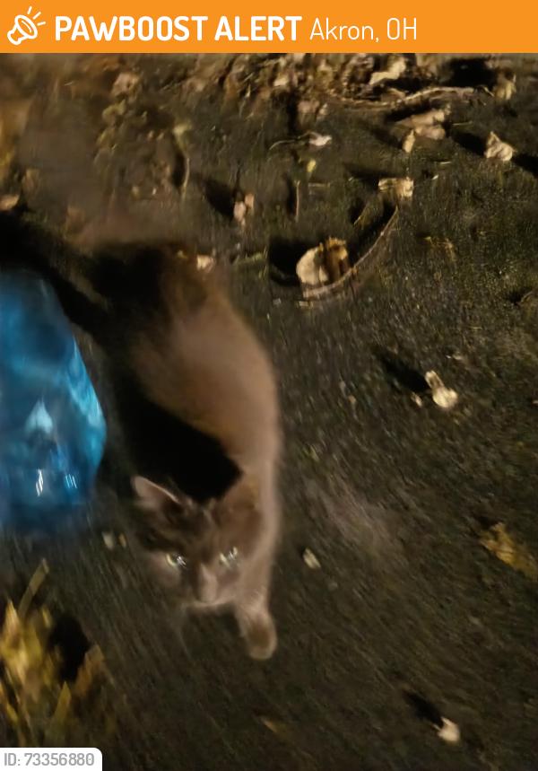 Found/Stray Unknown Cat last seen Pauline and Columbine, Akron, OH 44312