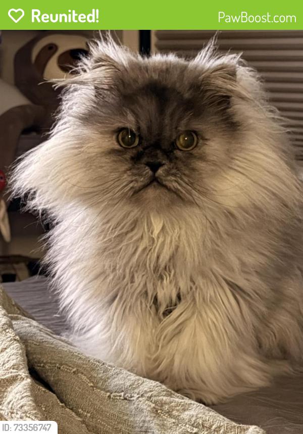 Reunited Male Cat last seen Vanness and Oben, Vancouver, BC V5R 6H7