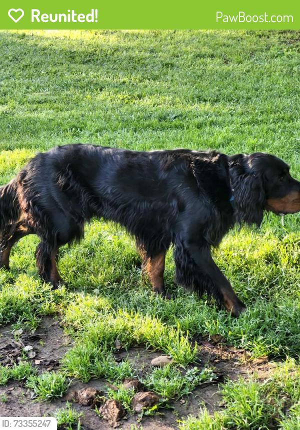 Reunited Male Dog last seen Palomar, West Sacramento, CA 95691