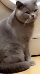 Lost Male Cat last seen jamid mosque southfield square mosque, West Yorkshire, England BD8 7SN