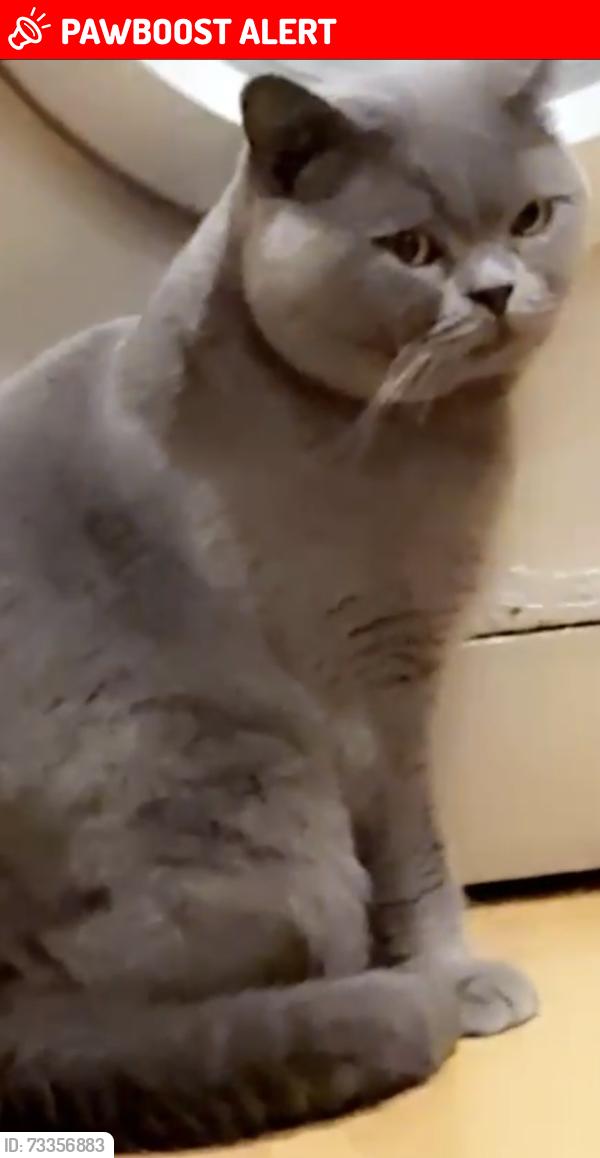 Lost Male Cat last seen jamid mosque southfield square mosque, West Yorkshire, England BD8 7SN