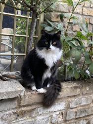 Reunited Female Cat last seen Gardens between Disraeli and Werter Road, Greater London, England SW15 2DR