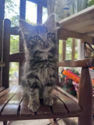 Lost Female Cat last seen Parkway village, Clinton Township, MI 48036