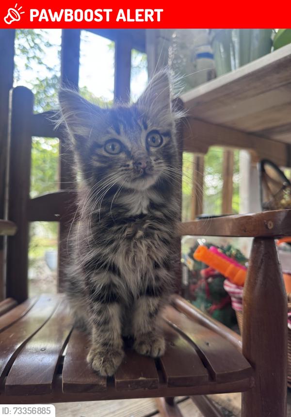 Lost Female Cat last seen Parkway village, Clinton Township, MI 48036
