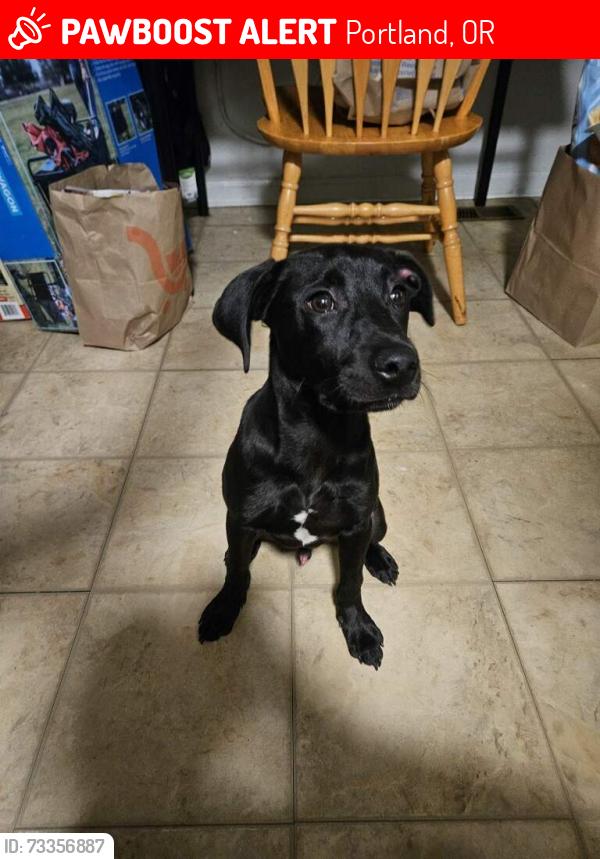Lost Male Dog last seen se tacoma, Portland, OR 97206