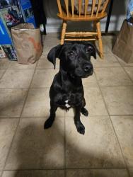 Lost Male Dog last seen se tacoma, Portland, OR 97206