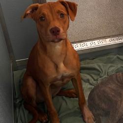 Shelter Stray Female Dog last seen , 21800 Central Ave, Matteson, IL 60443, USA