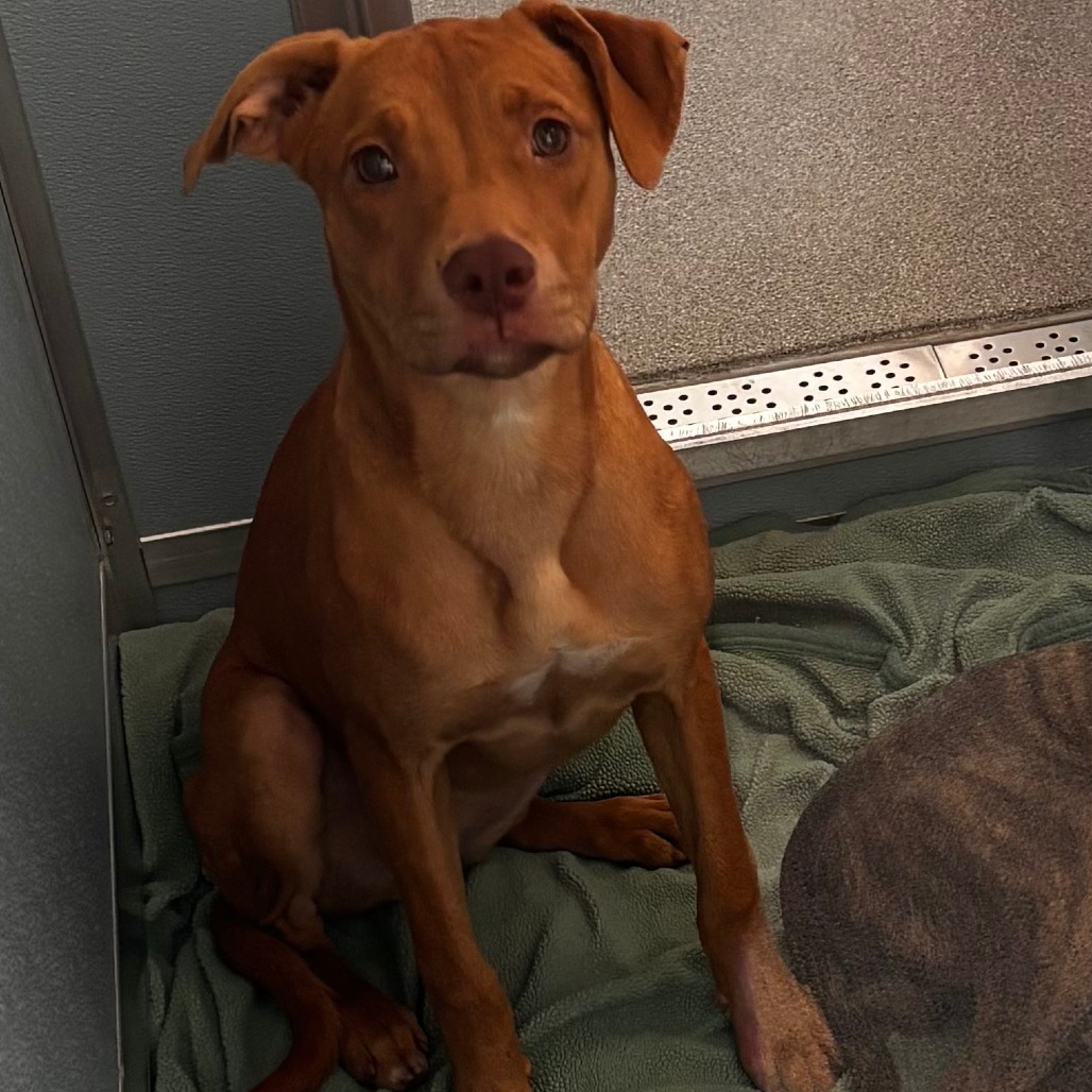 Shelter Stray Female Dog last seen , 21800 Central Ave, Matteson, IL 60443, USA