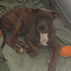 Shelter Stray Male Dog last seen , 21800 Central Ave, Matteson, IL 60443, USA