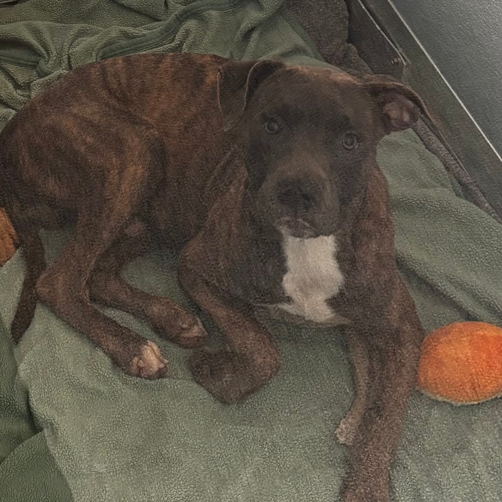 Shelter Stray Male Dog last seen , 21800 Central Ave, Matteson, IL 60443, USA