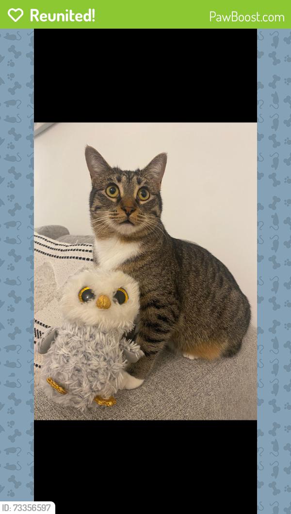 Reunited Female Cat last seen Near brunette avenue, Coquitlam BC, Coquitlam, BC V3K 6J9