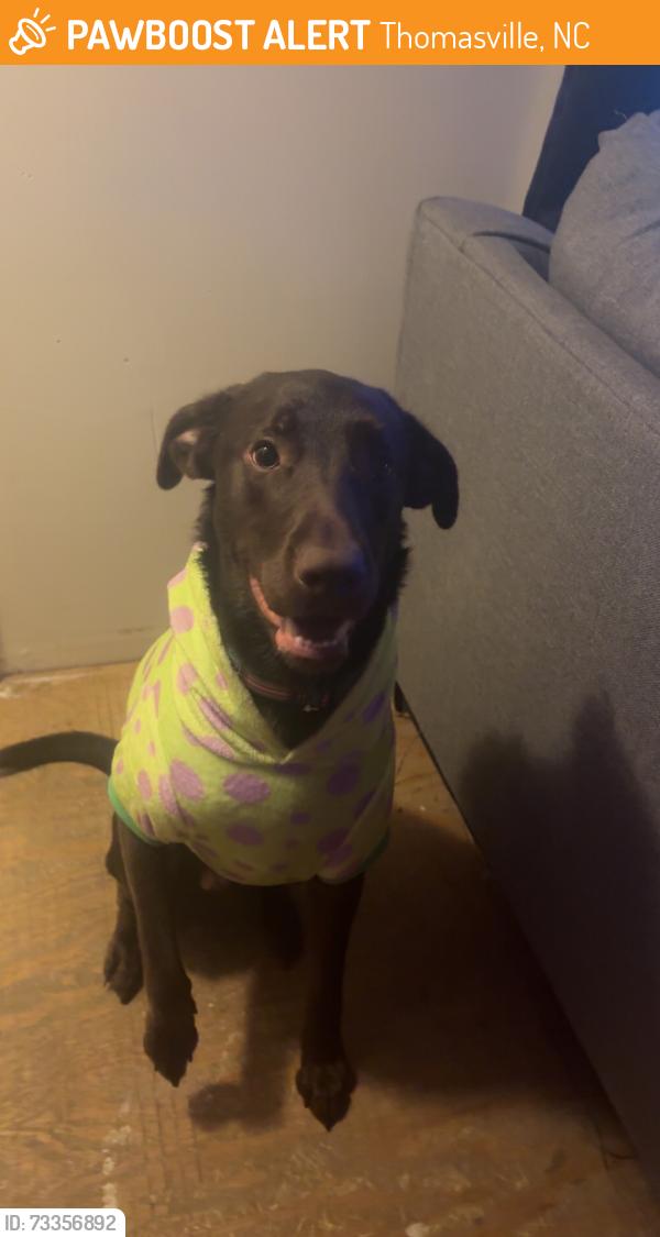 Found/Stray Male Dog last seen Sullivan Road, Thomasville, NC 27360