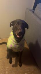Found/Stray Male Dog last seen Sullivan Road, Thomasville, NC 27360