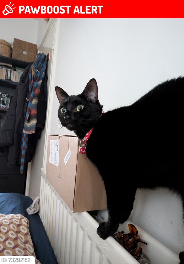 Lost Female Cat last seen Near Emirates stadium, Greater London, England N7 6EU