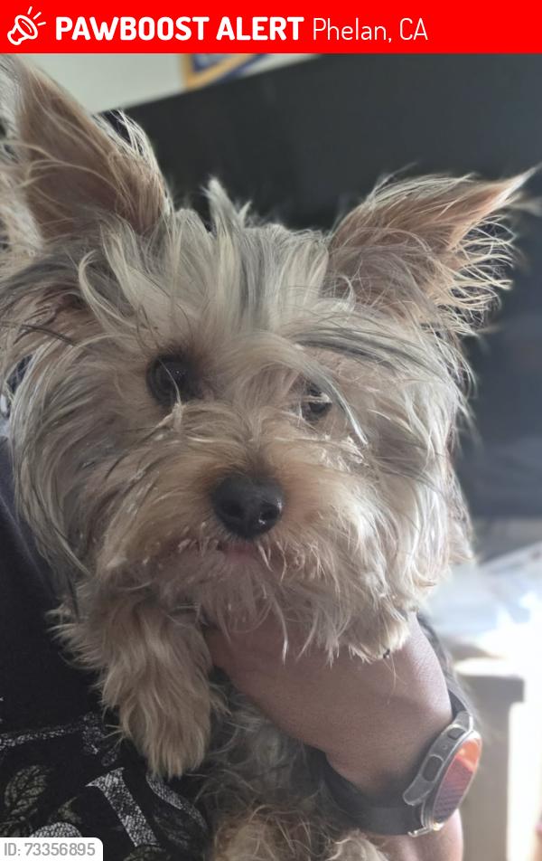Lost Male Dog last seen Caughlin rd and solano, Phelan, CA 92371