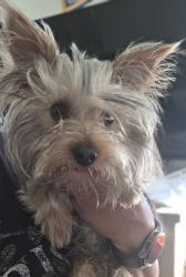 Lost Male Dog last seen Caughlin rd and solano, Phelan, CA 92371