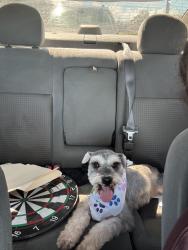 Lost Male Dog last seen Gated Community, Clearwater, FL 33760