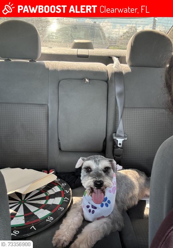 Lost Male Dog last seen Gated Community, Clearwater, FL 33760