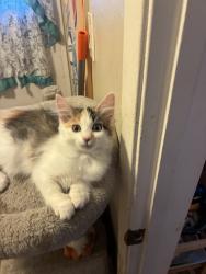 Lost Female Cat last seen Marten ave, San Jose, CA 95127