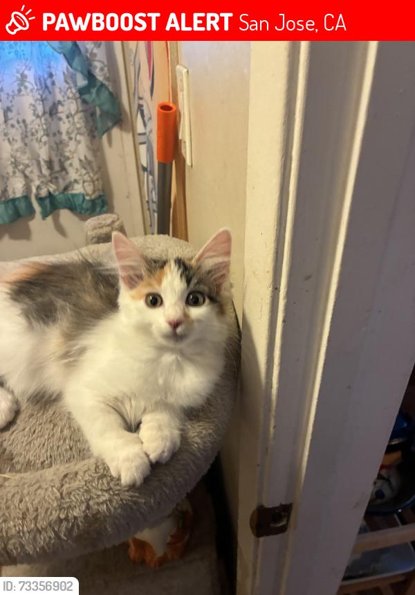 Lost Female Cat last seen Marten ave, San Jose, CA 95127
