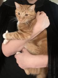 Lost Male Cat last seen Medlock Rd near Church St, Decatur, GA 30030