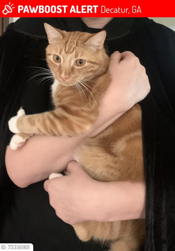Lost Male Cat last seen Medlock Rd near Church St, Decatur, GA 30030