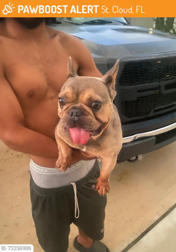 Found/Stray Male Dog last seen Near hse Finch Road, St. Cloud, FL 34771
