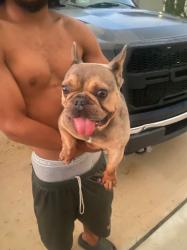 Found/Stray Male Dog last seen Near hse Finch Road, St. Cloud, FL 34771