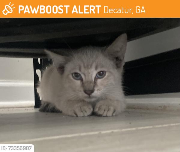Found/Stray Unknown Cat last seen Memorial and Thomas Rd, Decatur, GA 30032