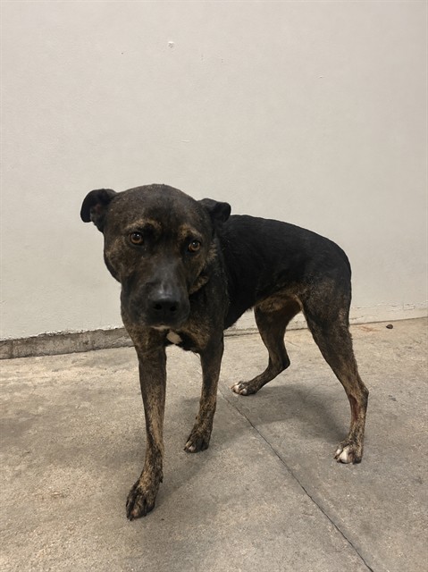 Shelter Stray Male Dog last seen Near BLOCK NW 62ND TER, 3599 NW 79th Ave, Doral, FL 33122, USA