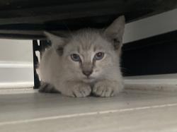 Found/Stray Unknown Cat last seen Memorial and Thomas Rd, Decatur, GA 30032