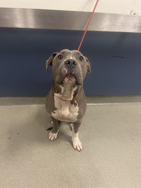 Shelter Stray Male Dog last seen Near BLOCK E 4TH AVE, 3599 NW 79th Ave, Doral, FL 33122, USA