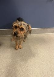 Shelter Stray Male Dog last seen Near BLOCK SW 223RD ST, 3599 NW 79th Ave, Doral, FL 33122, USA