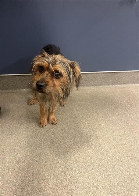 Shelter Stray Male Dog last seen Near BLOCK SW 223RD ST, 3599 NW 79th Ave, Doral, FL 33122, USA