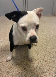 Shelter Stray Female Dog last seen Near BLOCK FISHERMAN ST, 3599 NW 79th Ave, Doral, FL 33122, USA