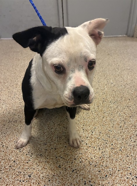 Shelter Stray Female Dog last seen Near BLOCK FISHERMAN ST, 3599 NW 79th Ave, Doral, FL 33122, USA