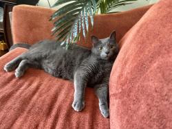 Lost Male Cat last seen Balsam and rose hill, Gahanna, OH 43230