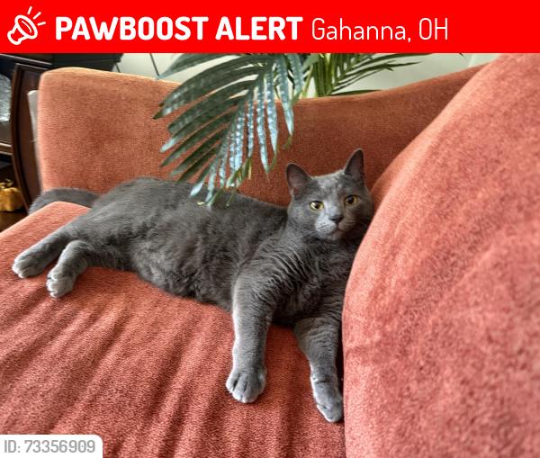 Lost Male Cat last seen Balsam and rose hill, Gahanna, OH 43230