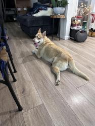 Reunited Female Dog last seen Broke off her collar near studebaker and excelsior in Norwalk., Norwalk, CA 90650
