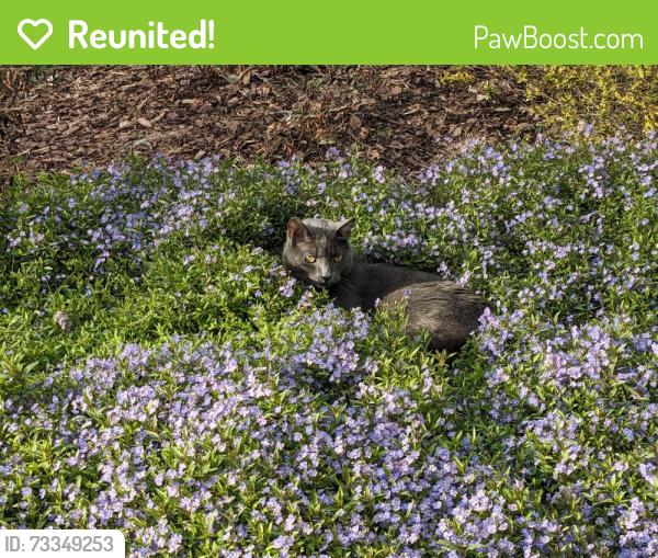 Reunited Male Cat last seen Penny Road and Ten Ten, Cary, NC 27518
