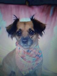Lost Female Dog last seen Dinuba, Visalia, CA 93291