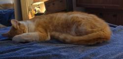 Reunited Male Cat last seen Near N Davis Ct, Cornelius, OR 97113