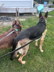 Reunited Unknown Dog last seen Indianola Ave by school for the blind, Columbus, OH 43214