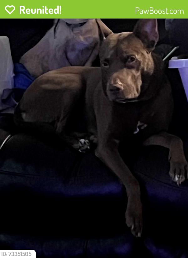 Reunited Female Dog last seen Purple with pink flowers, Greenville, NC 27834