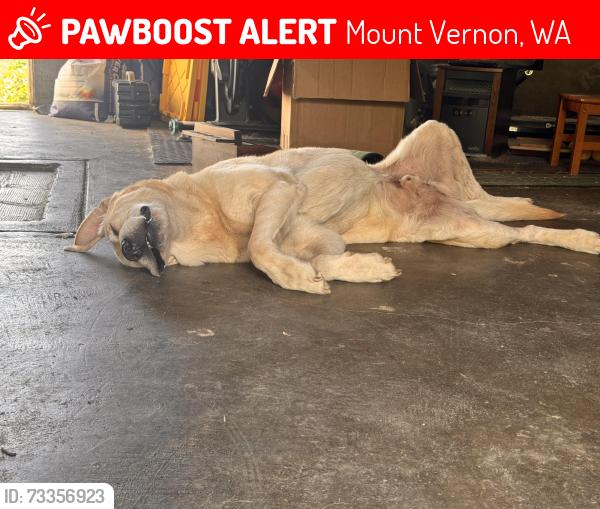 Lost Male Dog last seen Memorial highway, Mount Vernon, WA 98273